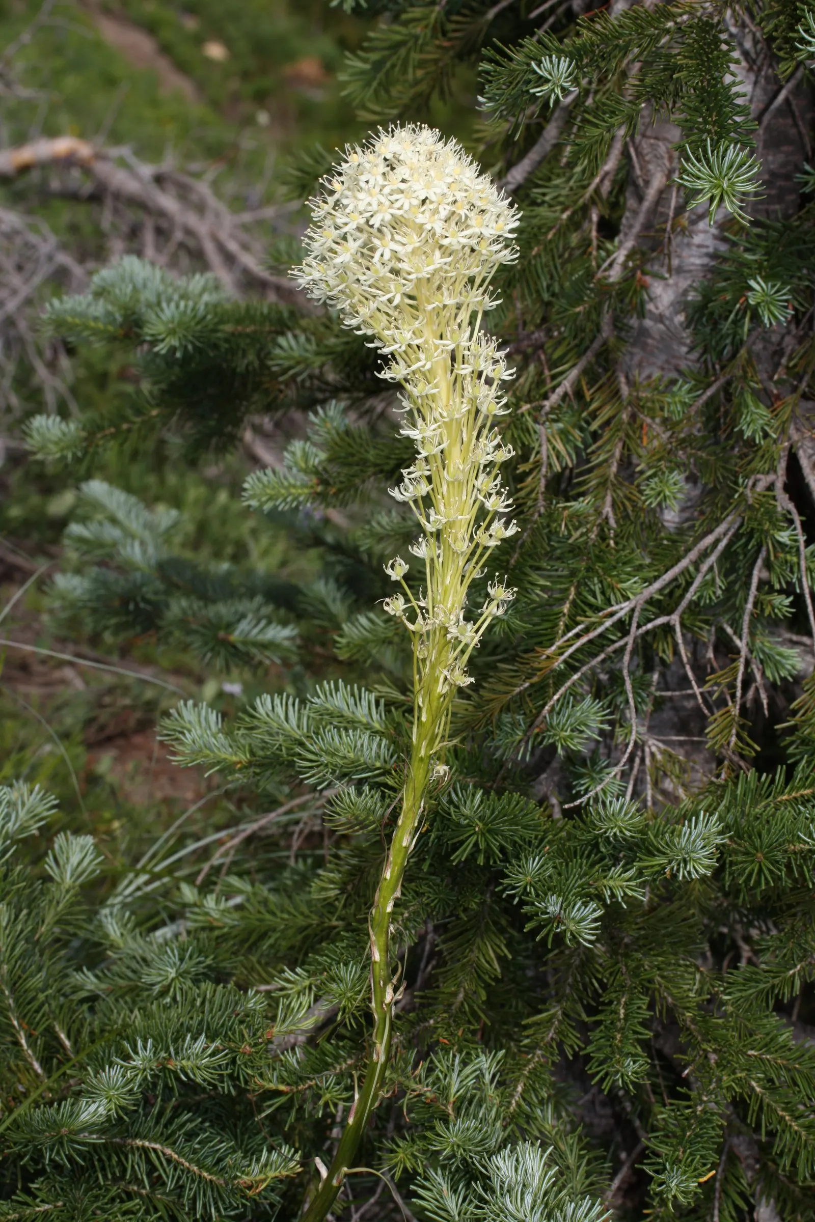 Bear Grass (Xerophyllum Tenax) — reaching heights up to 5 feet; grass / perennial for full or half, image 79