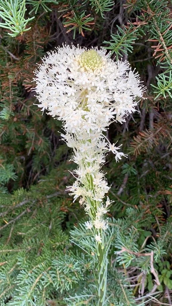 Bear Grass (Xerophyllum Tenax) — Its low maintenance and drought tolerance make it ideal for xeriscaping; its preference for acidic soils makes it an excellent