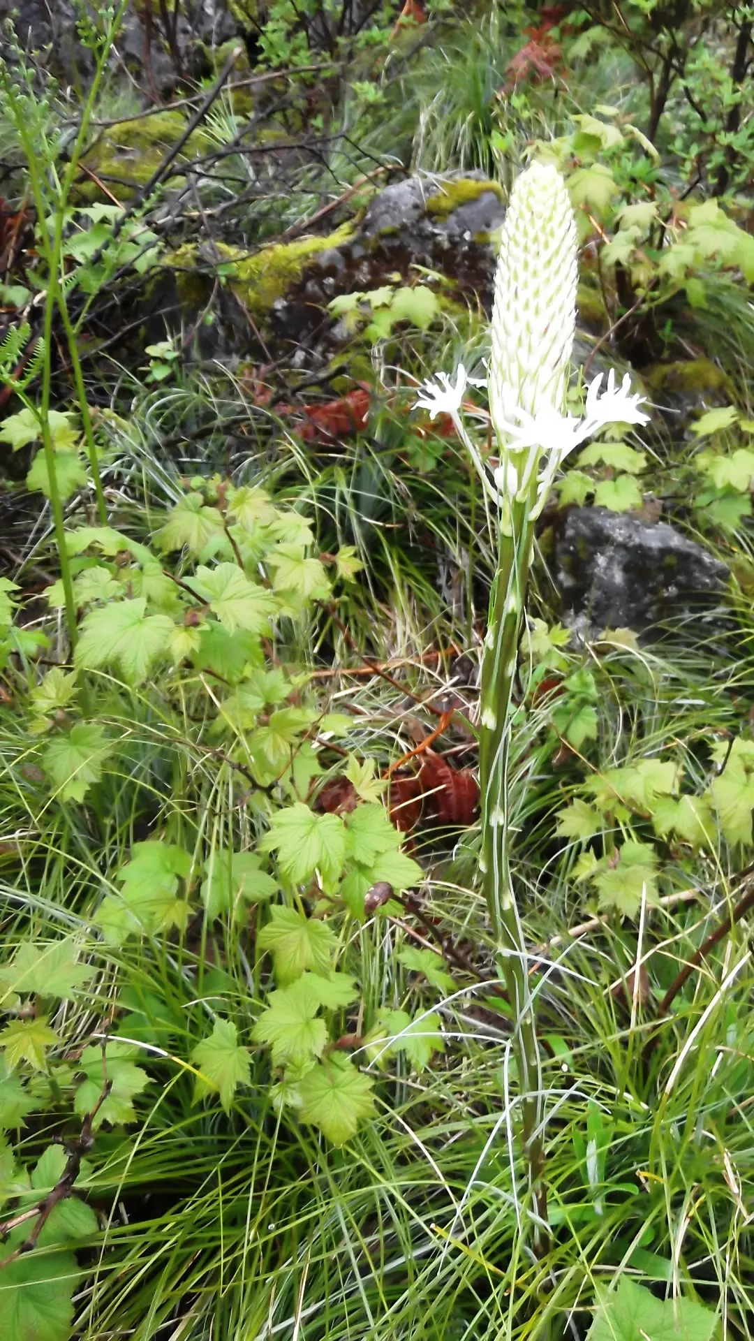 Bear Grass (Xerophyllum Tenax) — striking white flower spikes; adding a year-round structural presence to garden compositions.<br><br>Every 5 to 7, image 103