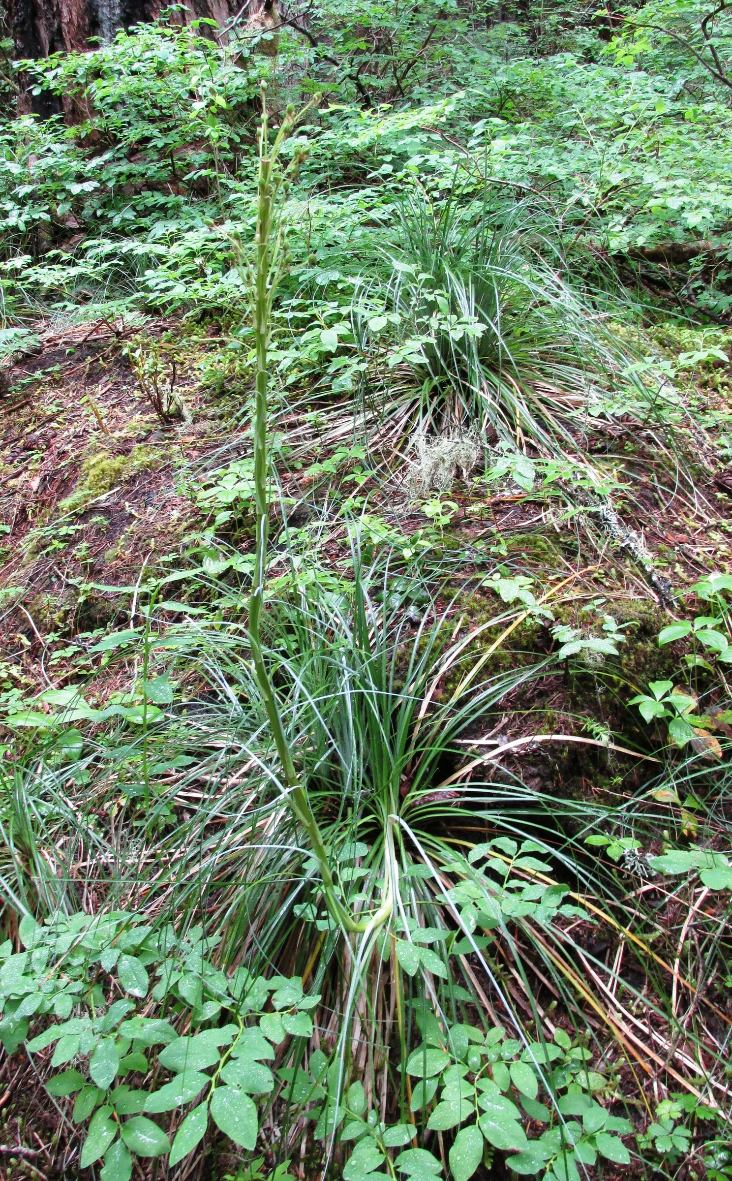 Bear Grass (Xerophyllum Tenax) — scientifically known as Xerophyllum tenax; is a perennial herb prized for its resilience and striking appearance, image 59