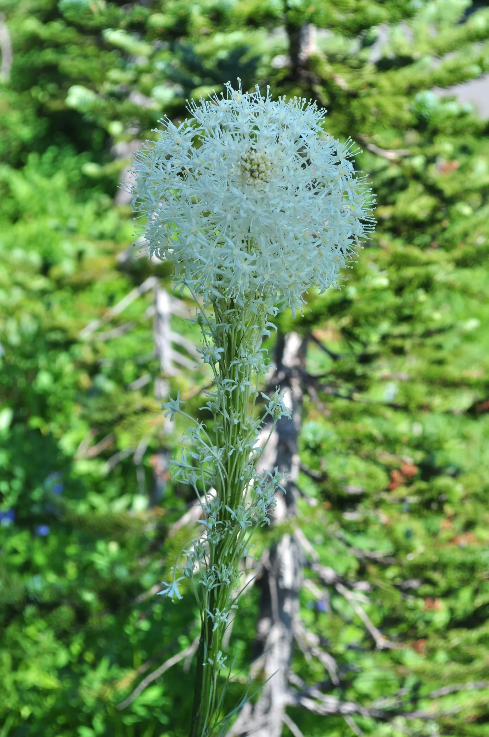 Bear Grass (Xerophyllum Tenax) — striking white flower spikes; adding a year-round structural presence to garden compositions.<br><br>Every 5 to 7 years