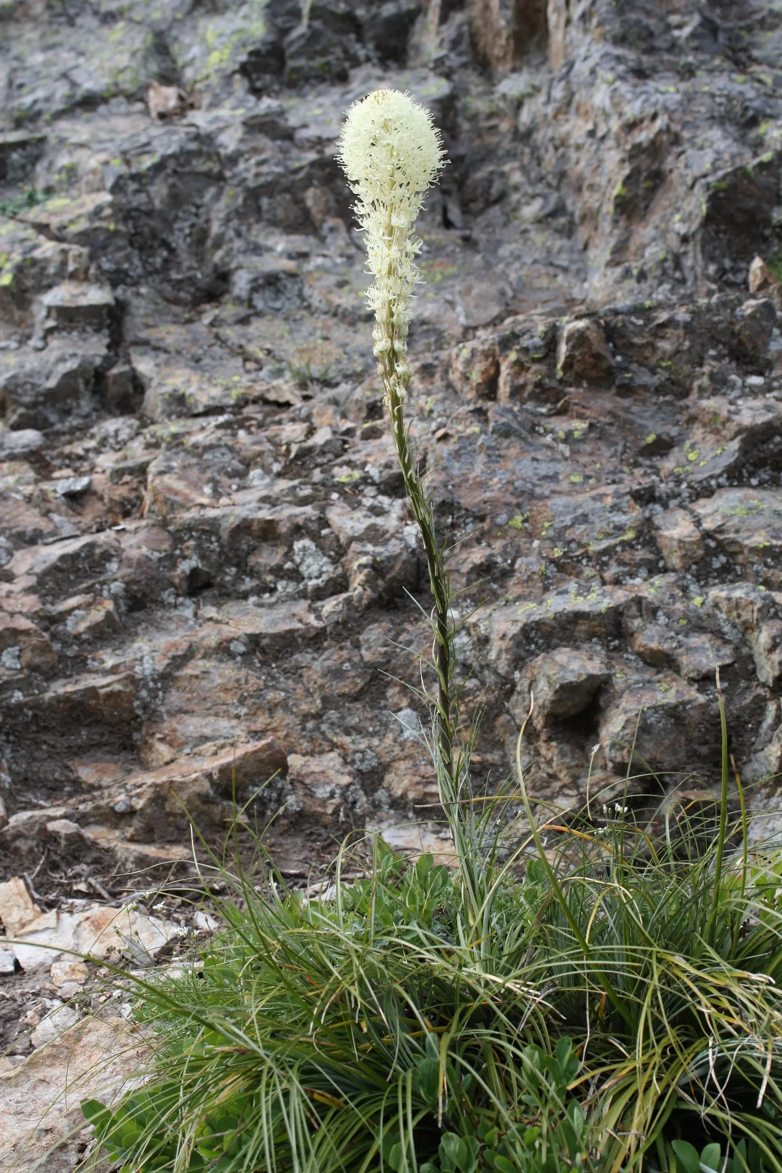 Bear Grass (Xerophyllum Tenax) — Bear Grass produces a stunning floral display - a lofty; preferring well-drained soils and partial to full sun, image 69