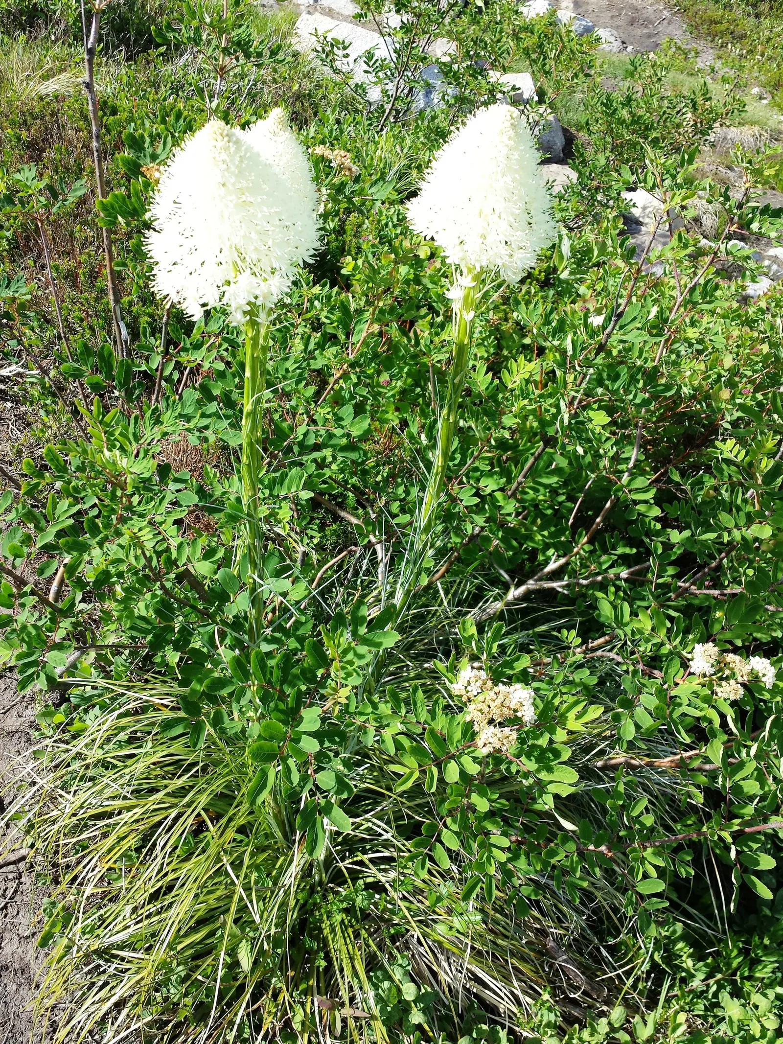 Bear Grass (Xerophyllum Tenax) — Its low maintenance and drought tolerance make it ideal for xeriscaping; its preference for acidic soils makes it, image 82