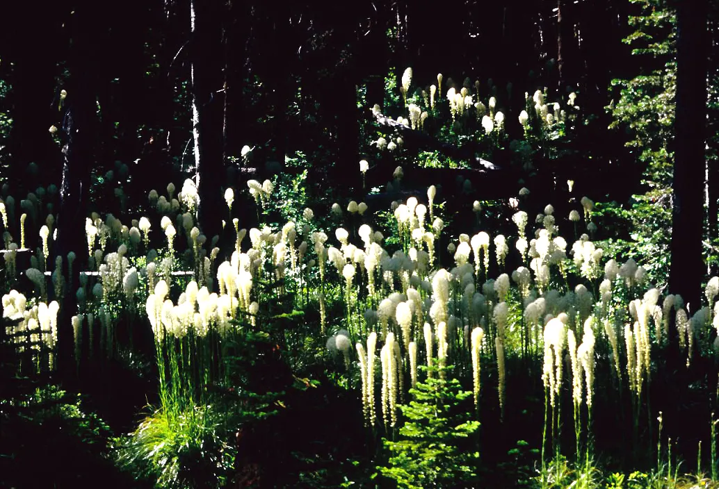 Bear Grass (Xerophyllum Tenax) — grass / perennial for full or half; bear Grass is an ideal choice for naturalistic landscapes