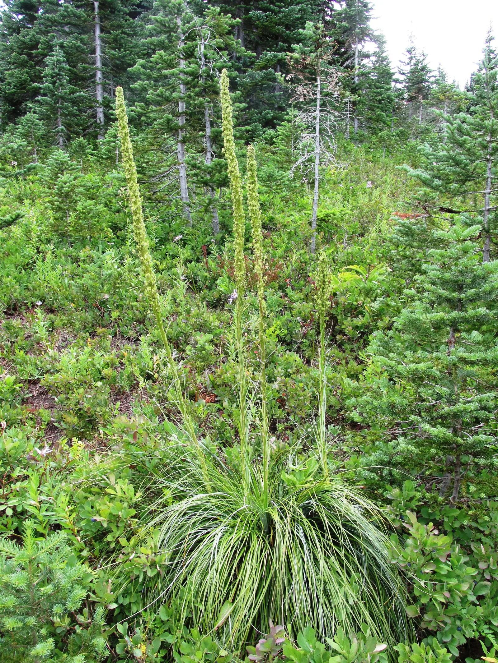 Bear Grass (Xerophyllum Tenax) — Preferring well-drained soils and partial to full sun; its low maintenance and drought tolerance make it ideal for, image 105