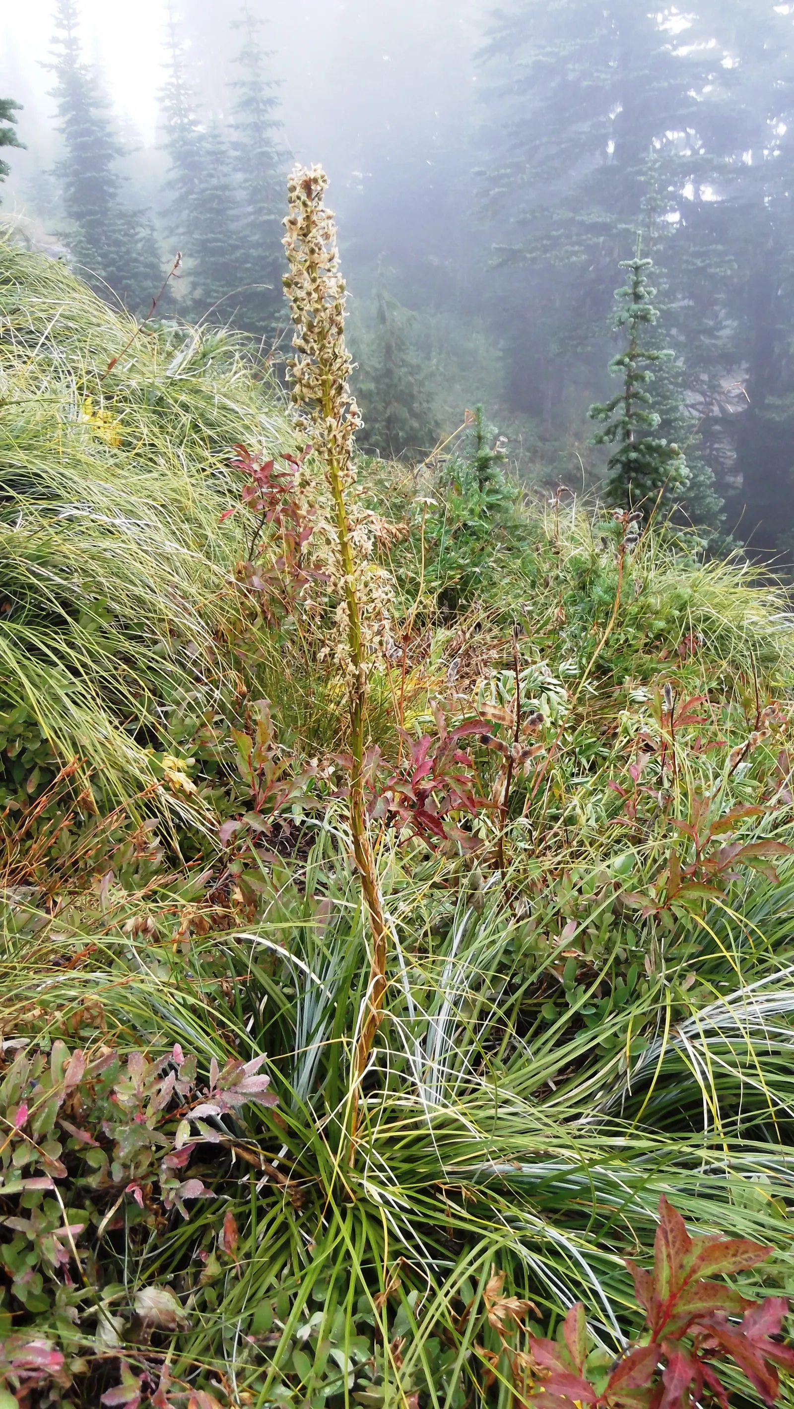Bear Grass (Xerophyllum Tenax) — Bear Grass produces a stunning floral display - a lofty; preferring well-drained soils and partial to full sun