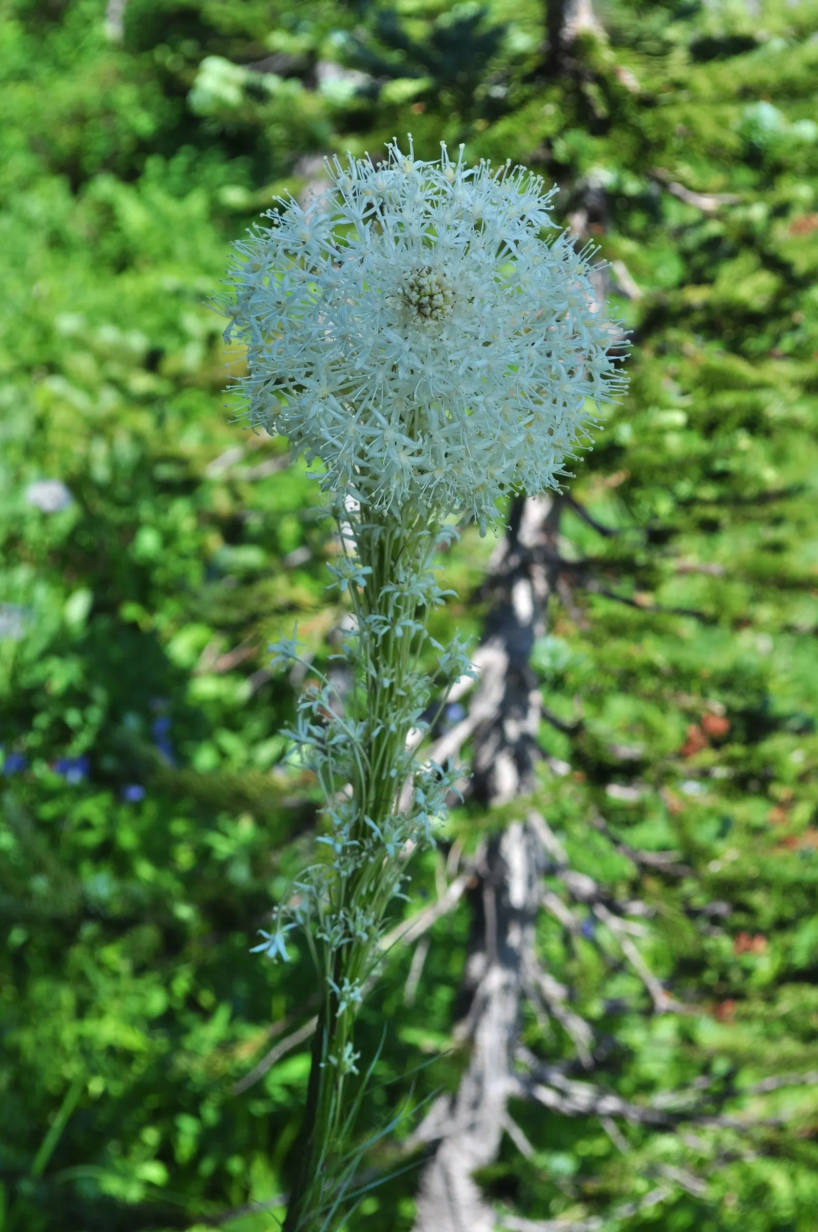 Bear Grass (Xerophyllum Tenax) — is a perennial herb prized for its resilience and striking appearance