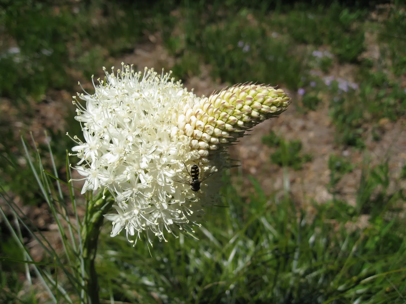 Bear Grass (Xerophyllum Tenax) — grass / perennial with white blooms; bear Grass forms dense clumps that can reach a height of 2 to 4 feet with an, image 99