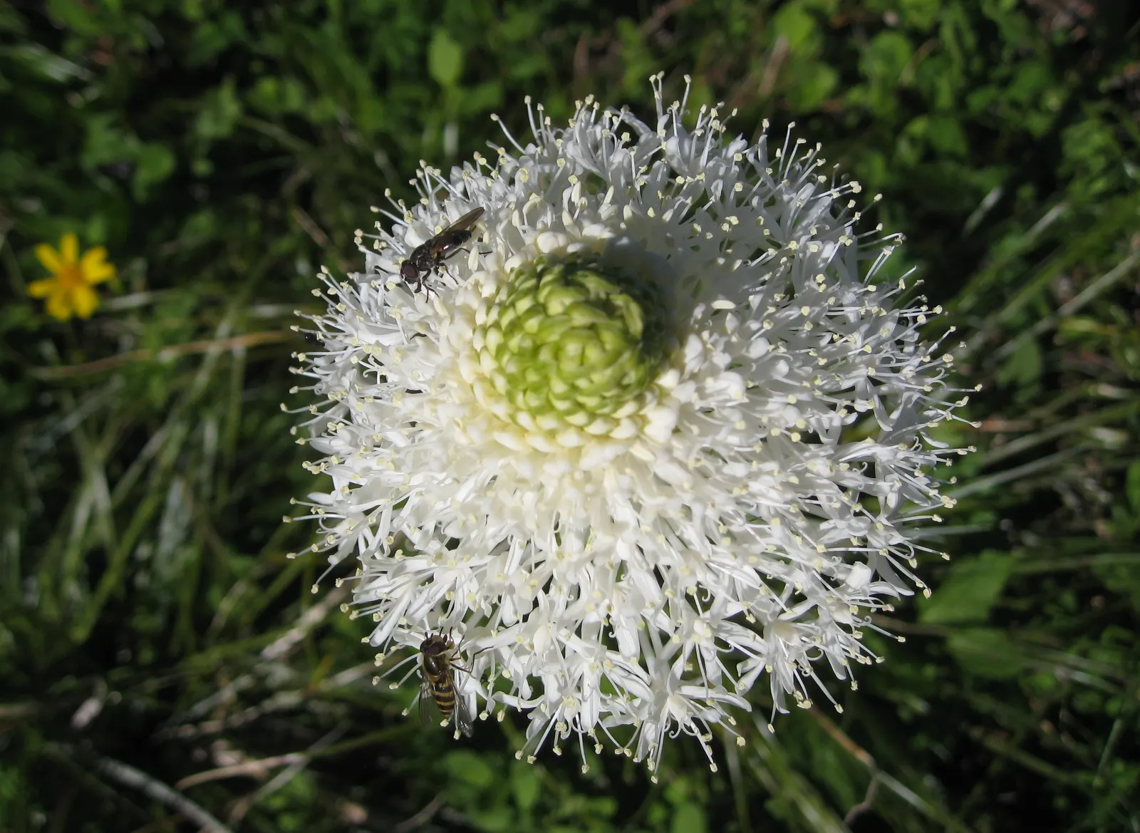 Bear Grass (Xerophyllum Tenax) — This North American native attracts pollinators and resists deer; striking white flower spikes, image 108