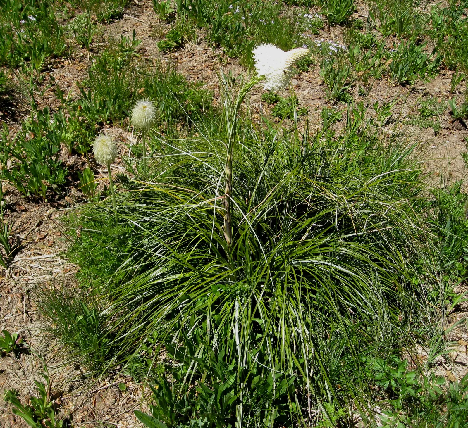 Bear Grass (Xerophyllum Tenax) — grass / perennial with white blooms