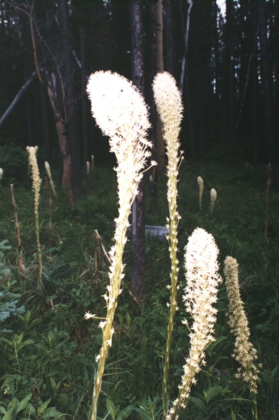Bear Grass (Xerophyllum Tenax) — Its preference for acidic soils makes it an excellent companion for rhododendrons and azaleas; bear Grass produces a stunning