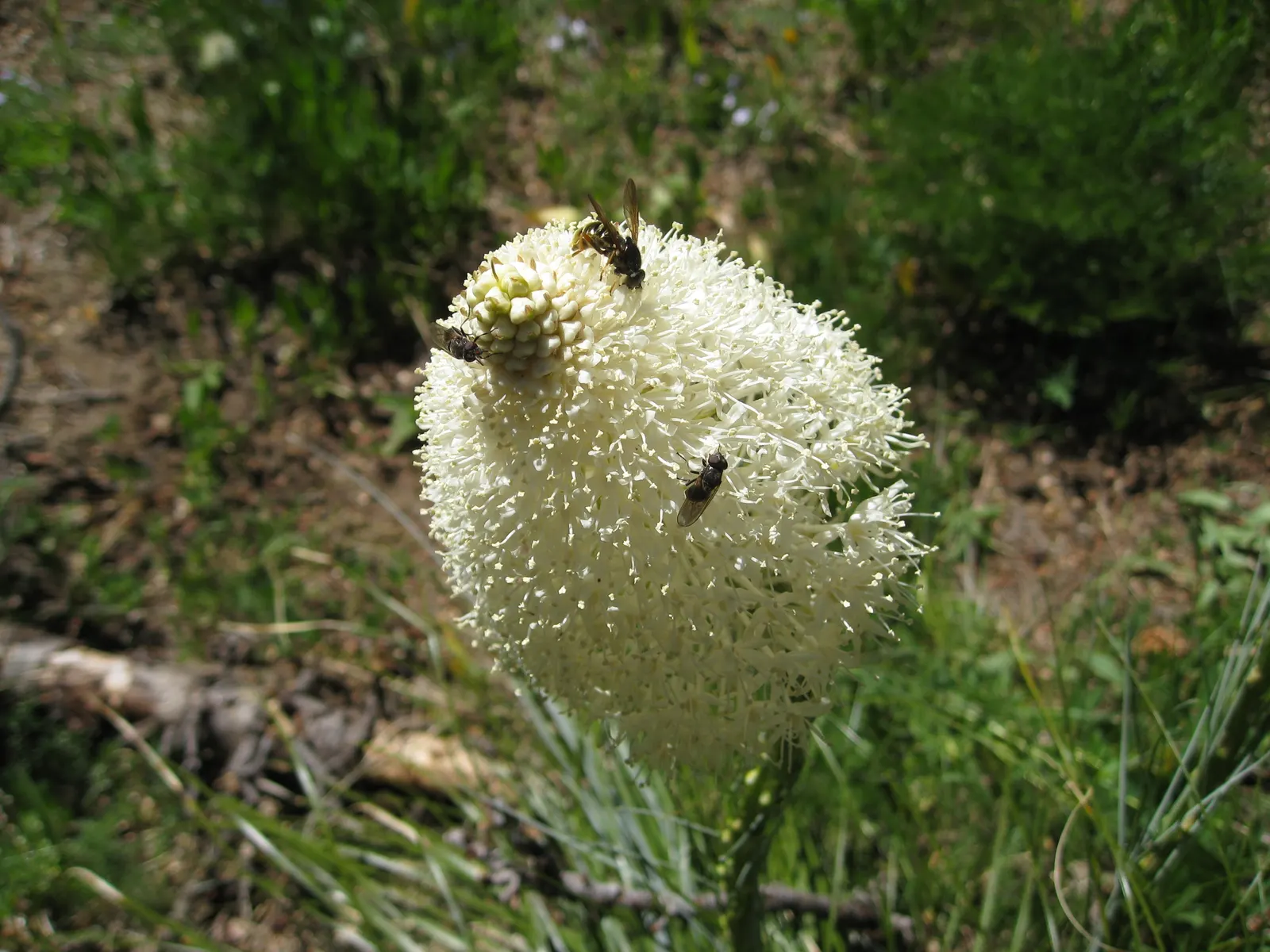 Bear Grass (Xerophyllum Tenax) — This North American native is not true grass