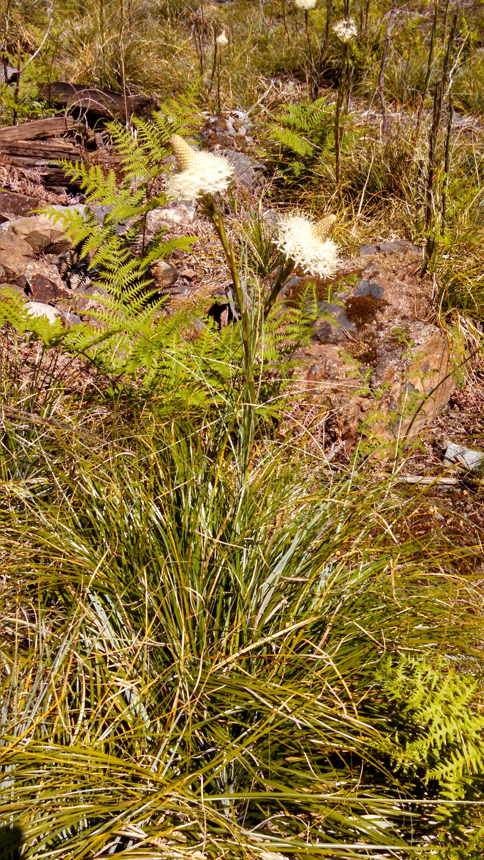 Bear Grass (Xerophyllum Tenax) — scientifically known as Xerophyllum tenax; is a perennial herb prized for its resilience and striking appearance, image 109