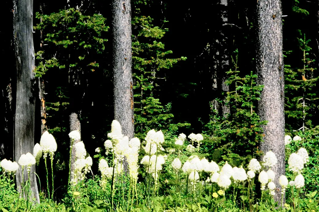Bear Grass (Xerophyllum Tenax) — showcasing its unique botanical lineage.<br><br>Characteristically; bear Grass thrives in full sun to partial, image 64