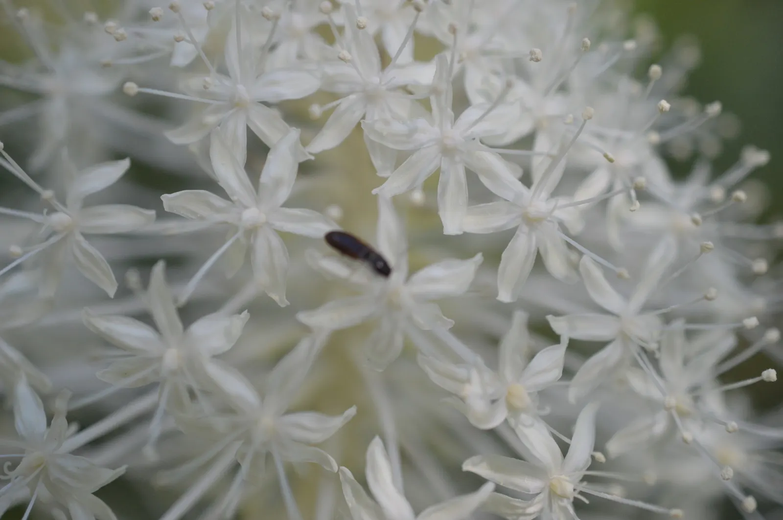 Bear Grass (Xerophyllum Tenax) — showcasing its unique botanical lineage.<br><br>Characteristically; bear Grass thrives in full sun to partial, image 89