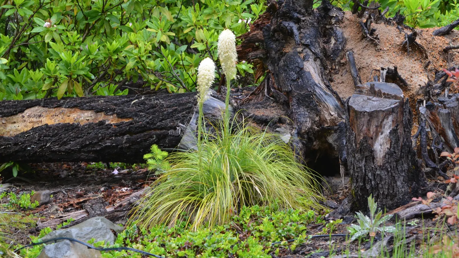 Bear Grass (Xerophyllum Tenax) — adding a year-round structural presence to garden compositions.<br><br>Every 5 to 7 years; white flowers in the garden