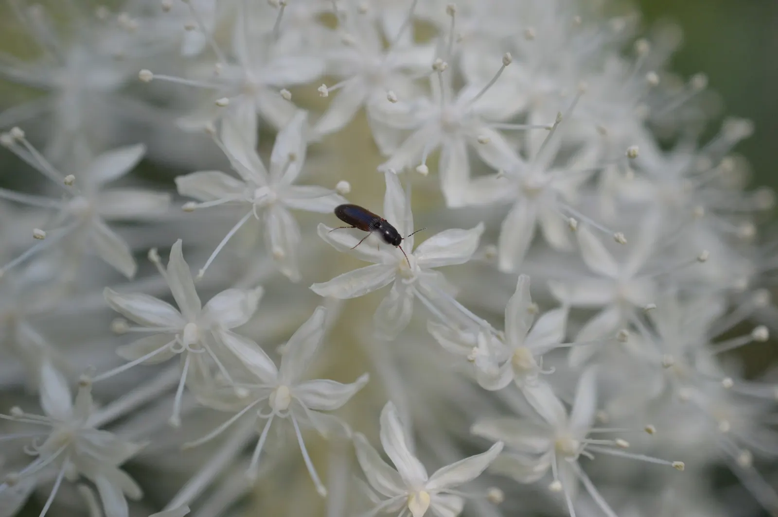 Bear Grass (Xerophyllum Tenax) — grass / perennial with white blooms; bear Grass forms dense clumps that can reach a height of 2 to 4 feet with an, image 124