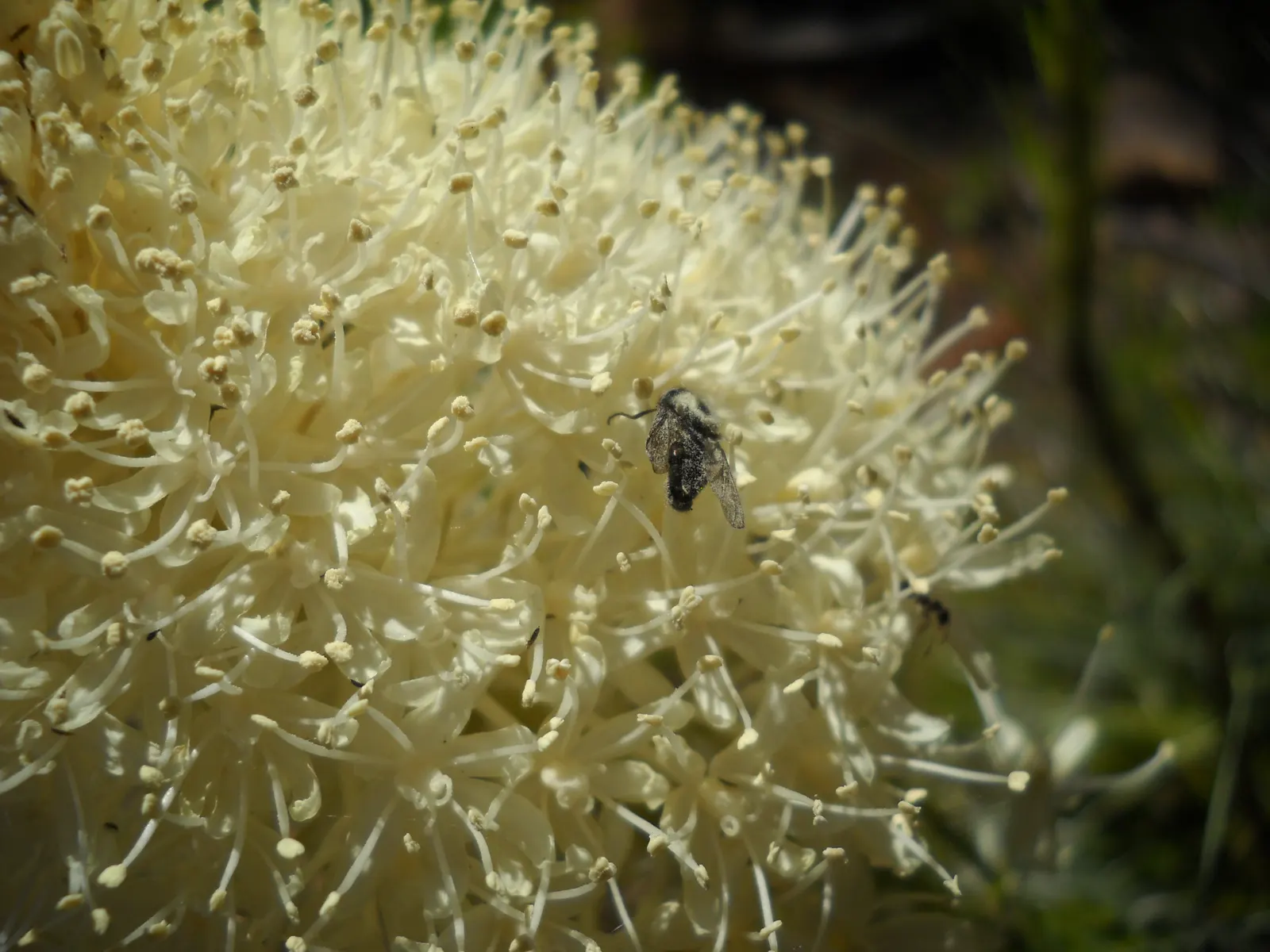 Bear Grass (Xerophyllum Tenax) — Bear Grass forms dense clumps that can reach a height of 2 to 4 feet with an equal spread