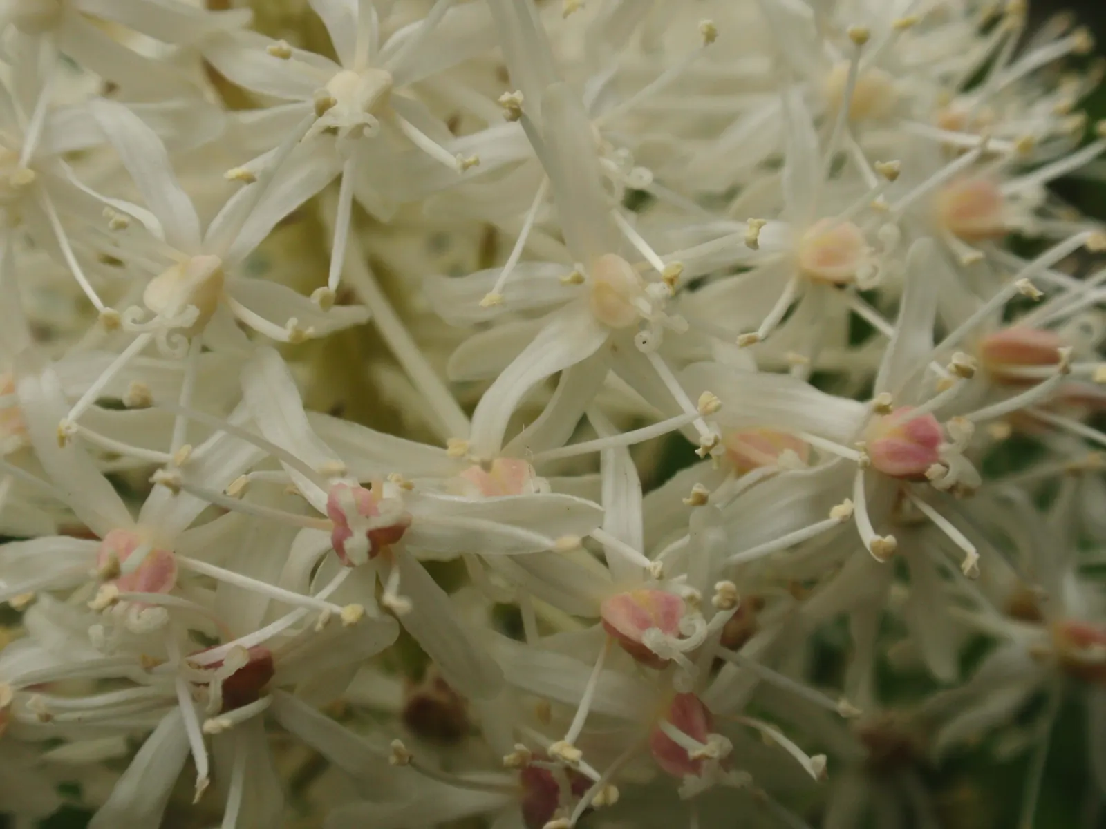 Bear Grass (Xerophyllum Tenax) — making it a valuable addition to any landscape design; grass / perennial with white blooms, image 61