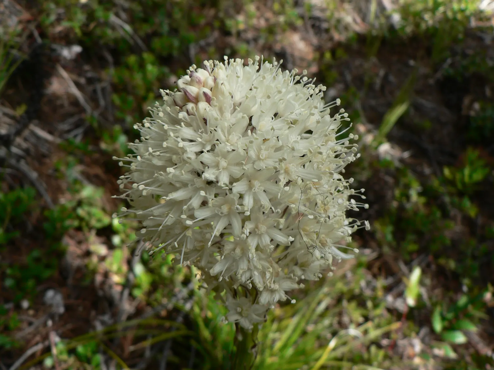 Bear Grass (Xerophyllum Tenax) — striking white flower spikes; adding a year-round structural presence to garden compositions.<br><br>Every 5 to 7, image 53