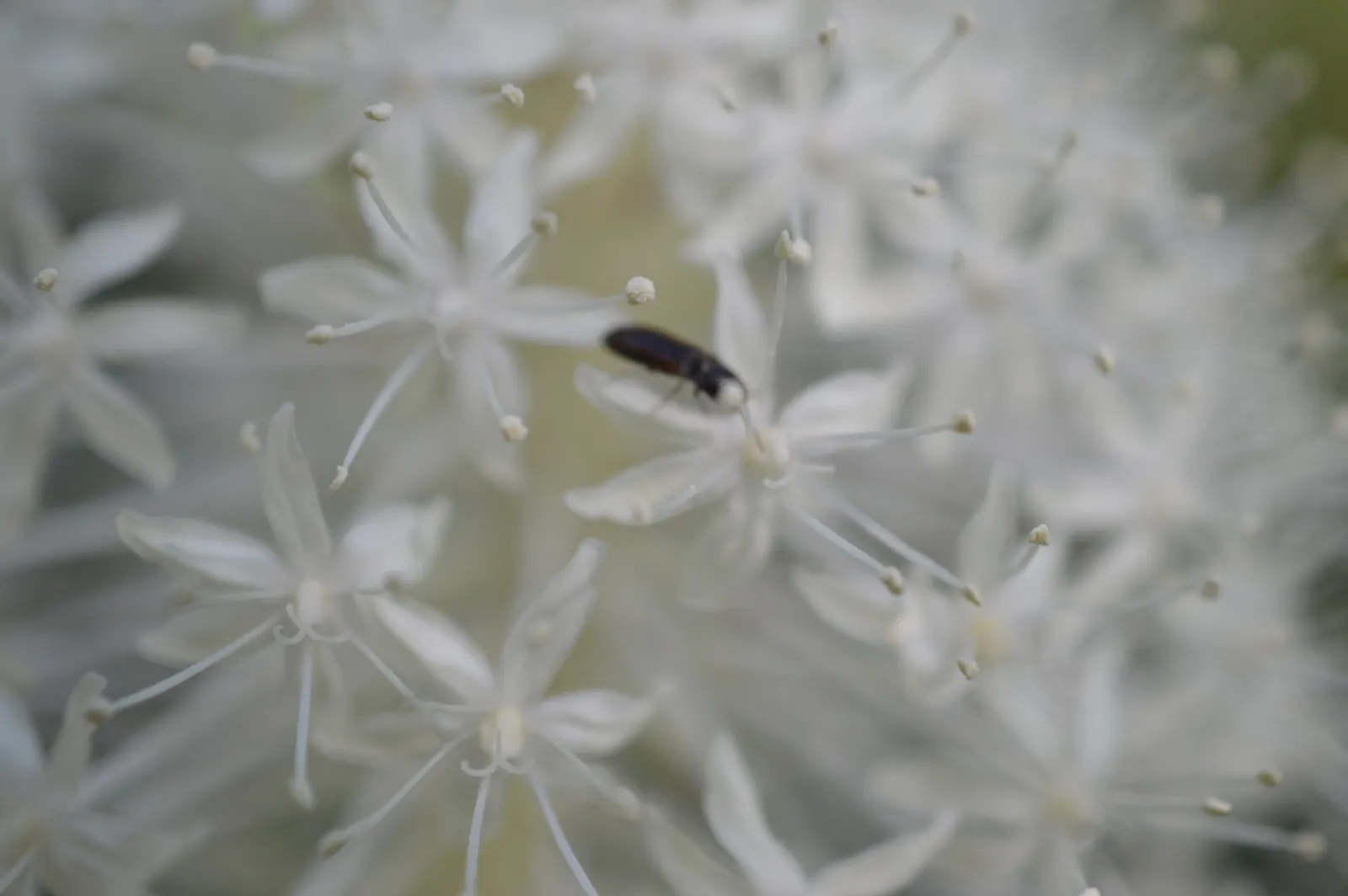 Bear Grass (Xerophyllum Tenax) — it's an excellent choice for adding texture and vertical interest to naturalistic landscapes; showcasing its, image 106
