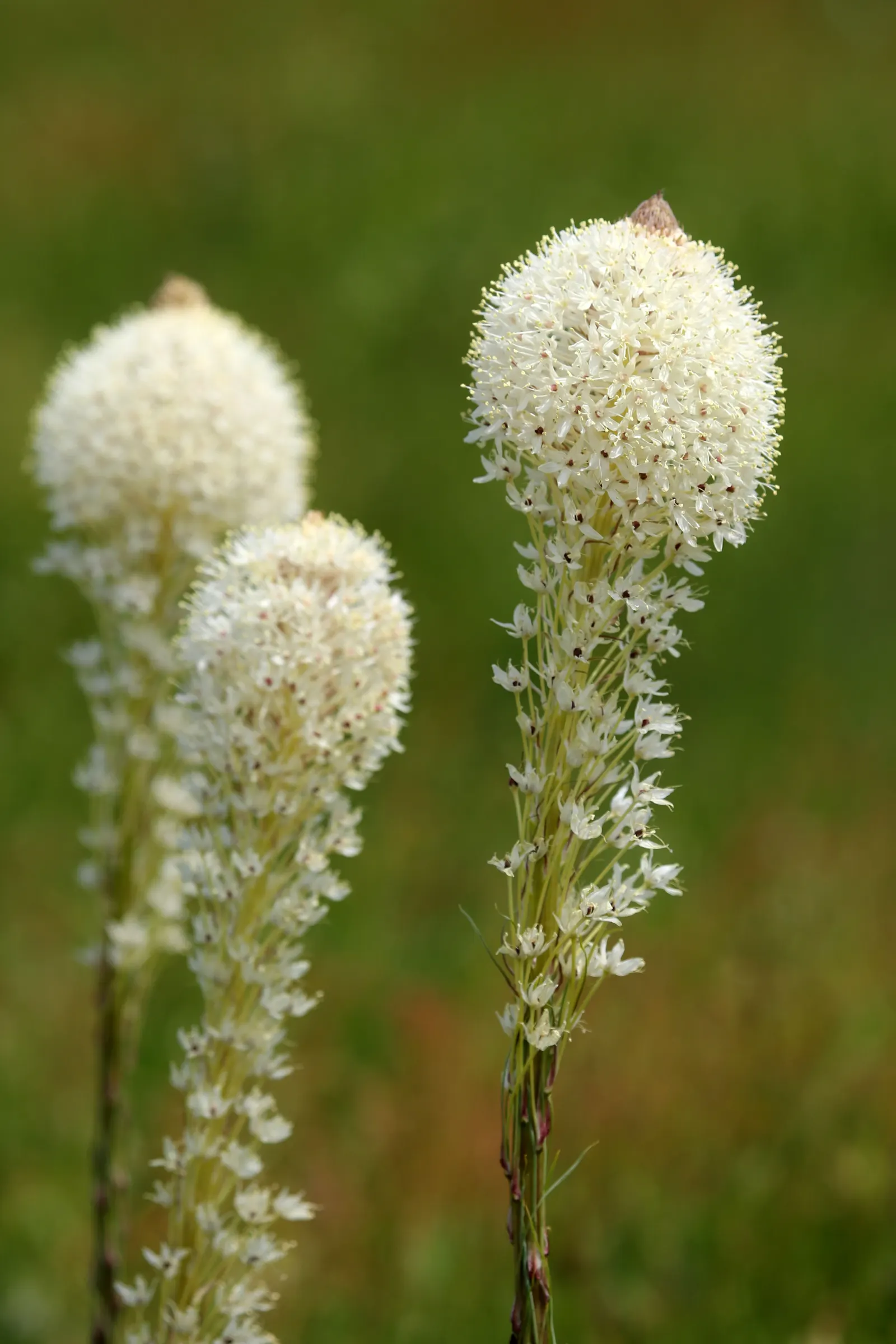 Bear Grass (Xerophyllum Tenax) — it's an excellent choice for adding texture and vertical interest to naturalistic landscapes