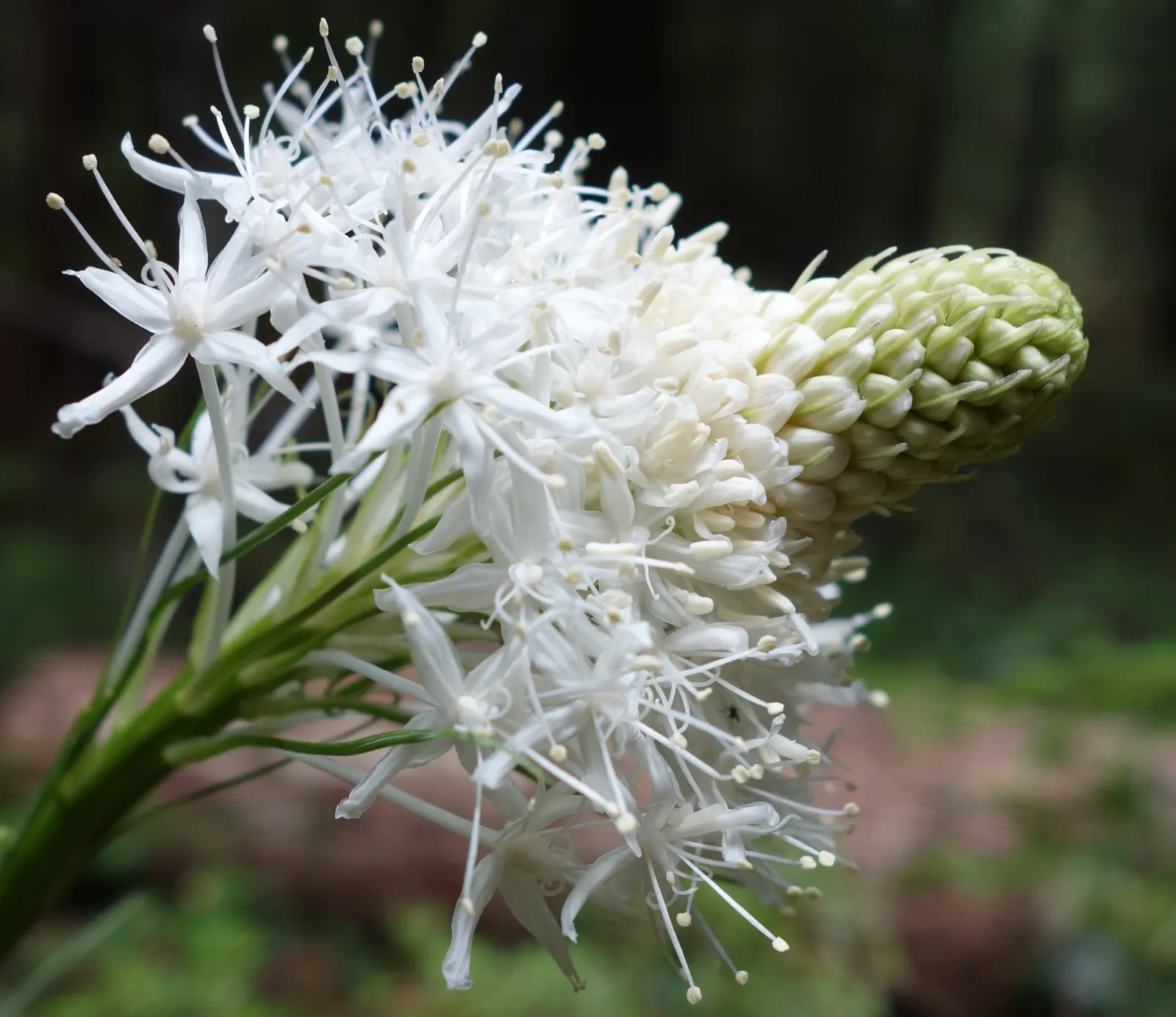 Bear Grass (Xerophyllum Tenax) — grass / perennial with white blooms; bear Grass forms dense clumps that can reach a height of 2 to 4 feet with an equal spread