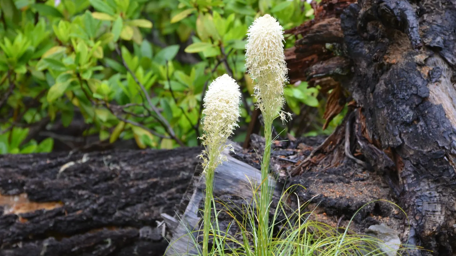 Bear Grass (Xerophyllum Tenax) — is a perennial herb prized for its resilience and striking appearance; these deep green leaves remain evergreen