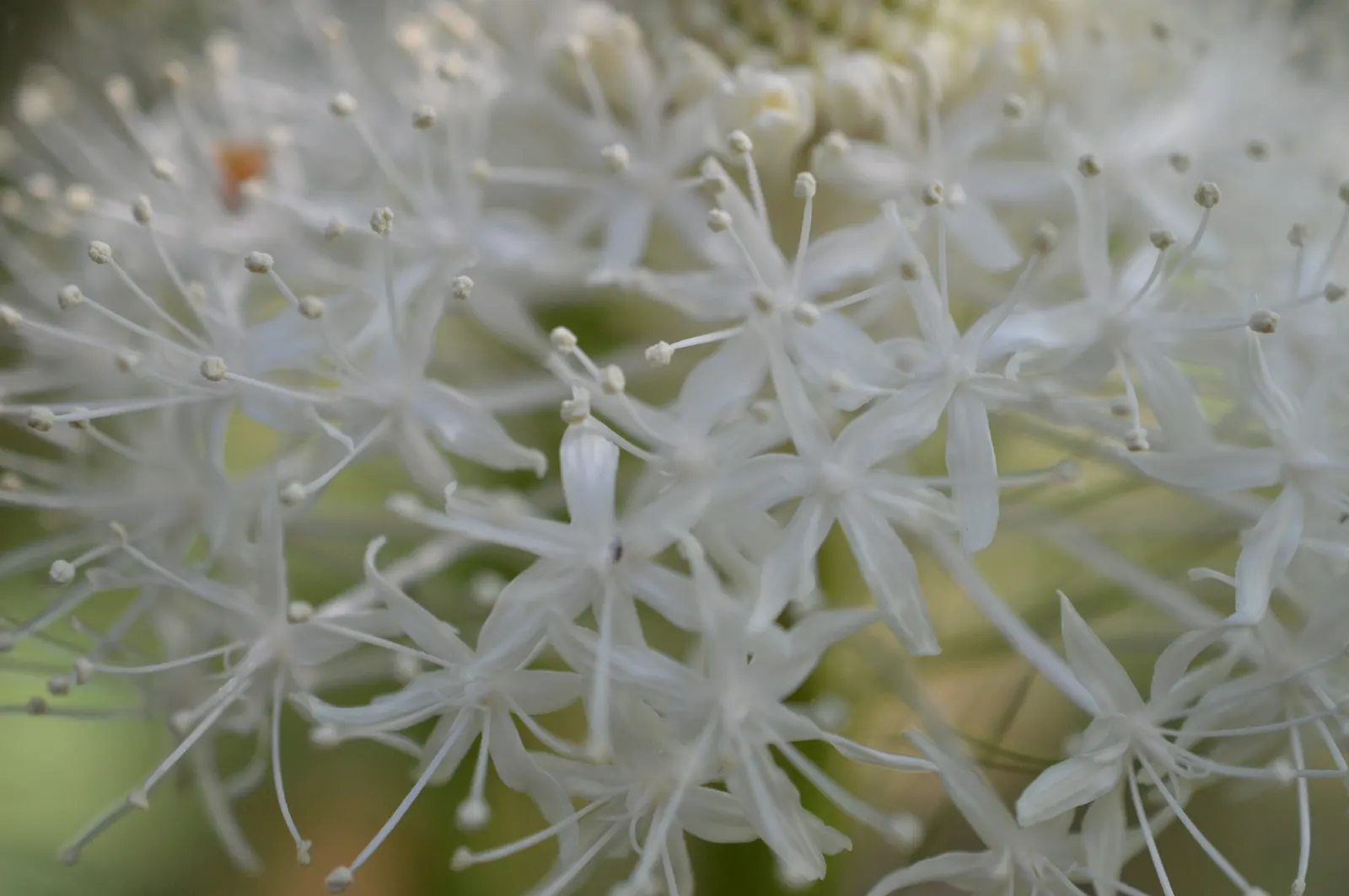 Bear Grass (Xerophyllum Tenax) — is a perennial herb prized for its resilience and striking appearance; these deep green leaves remain evergreen, image 110