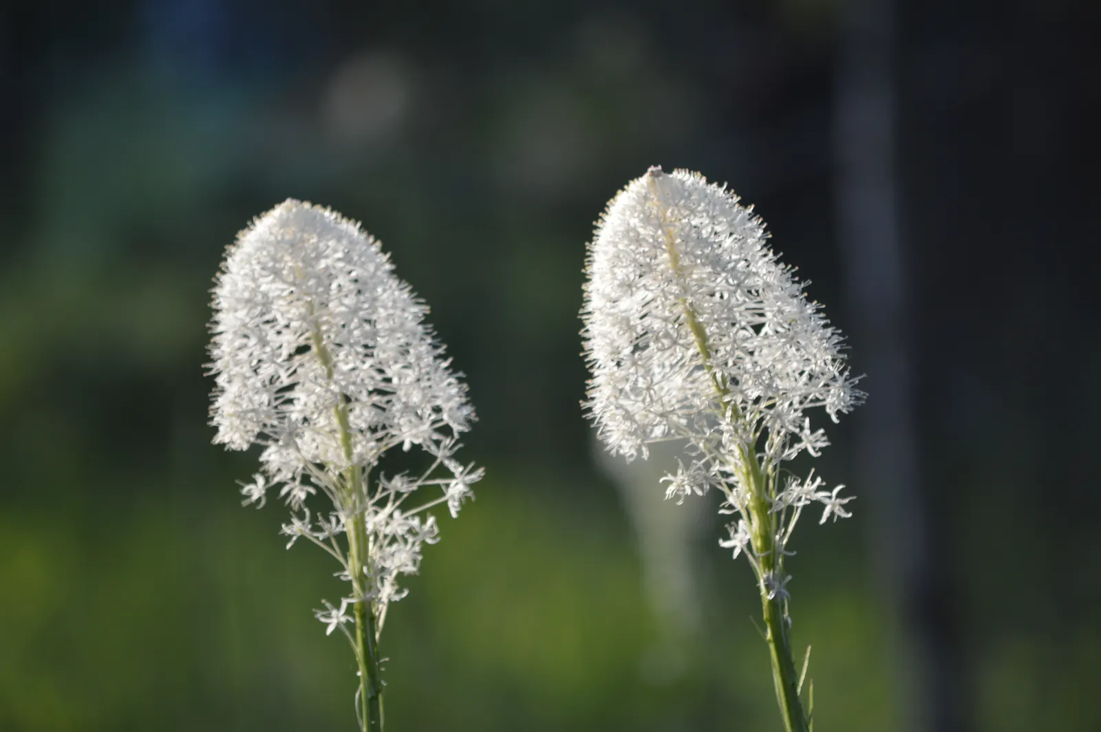 Bear Grass (Xerophyllum Tenax) — Bear Grass forms dense clumps that can reach a height of 2 to 4 feet with an equal spread; grass-like foliage and, image 115