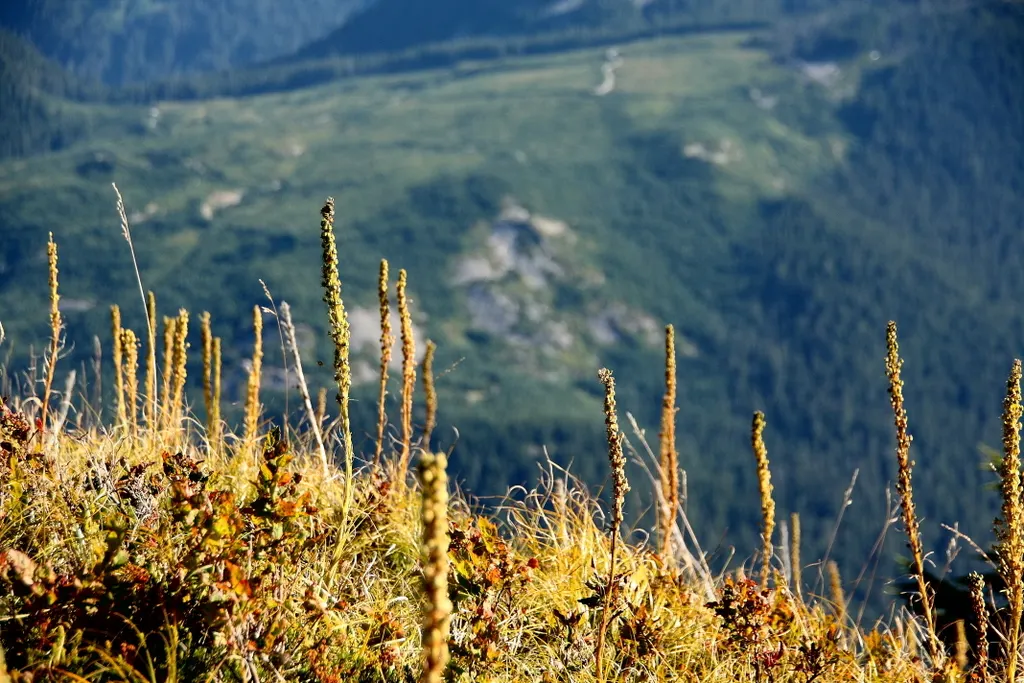 Bear Grass (Xerophyllum Tenax) — is a perennial herb prized for its resilience and striking appearance; these deep green leaves remain evergreen, image 60