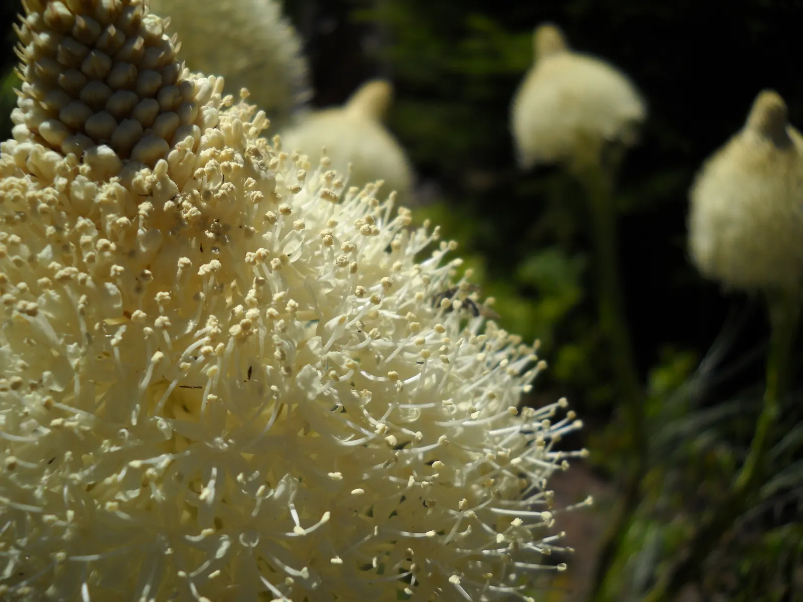 Bear Grass (Xerophyllum Tenax) — grass / perennial for full or half
