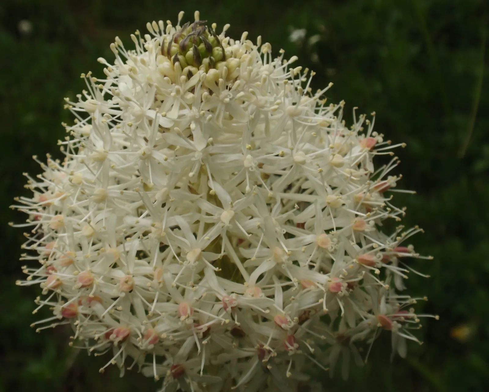 Bear Grass (Xerophyllum Tenax) — Bear Grass is an ideal choice for naturalistic landscapes; bear Grass (Xerophyllum tenax) is a hardy perennial, image 72