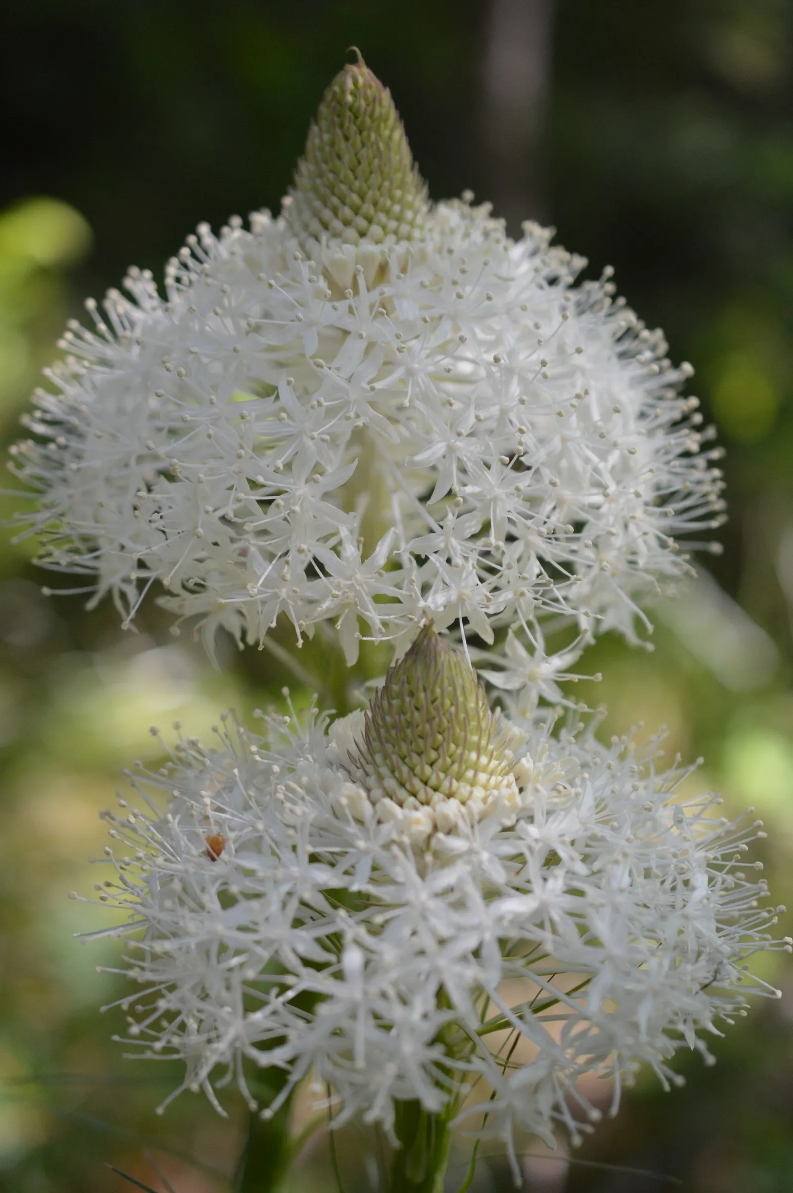 Bear Grass (Xerophyllum Tenax) — showcasing its unique botanical lineage.<br><br>Characteristically