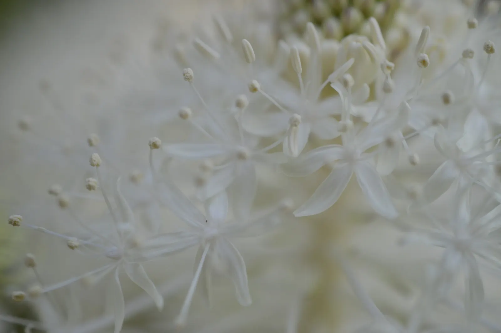 Bear Grass (Xerophyllum Tenax) — Its low maintenance and drought tolerance make it ideal for xeriscaping; its preference for acidic soils makes it, image 57