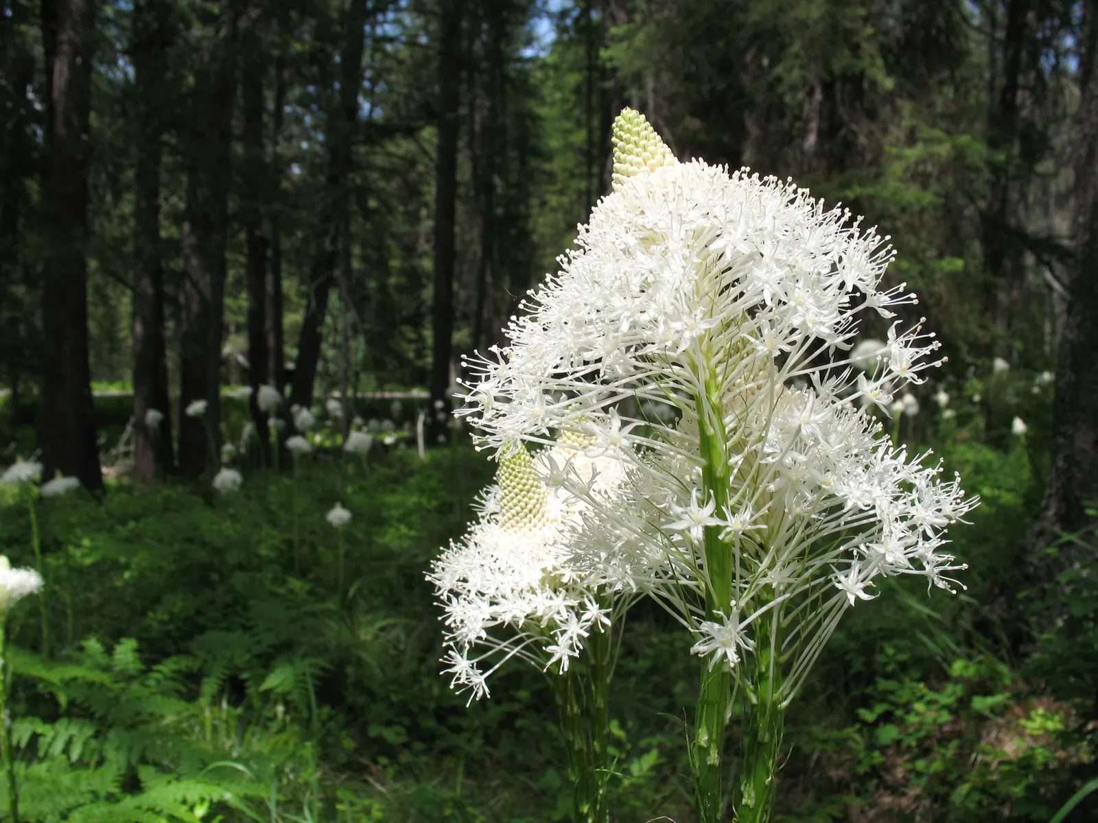 Bear Grass (Xerophyllum Tenax) — but rather belongs to the lily family, image 113