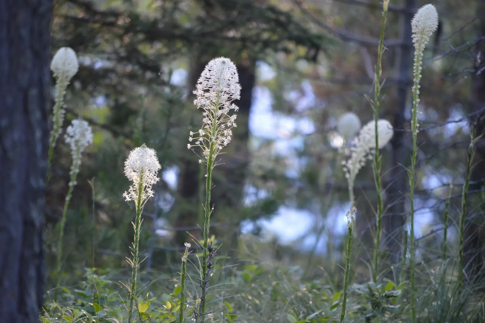 Bear Grass (Xerophyllum Tenax) — Preferring well-drained soils and partial to full sun