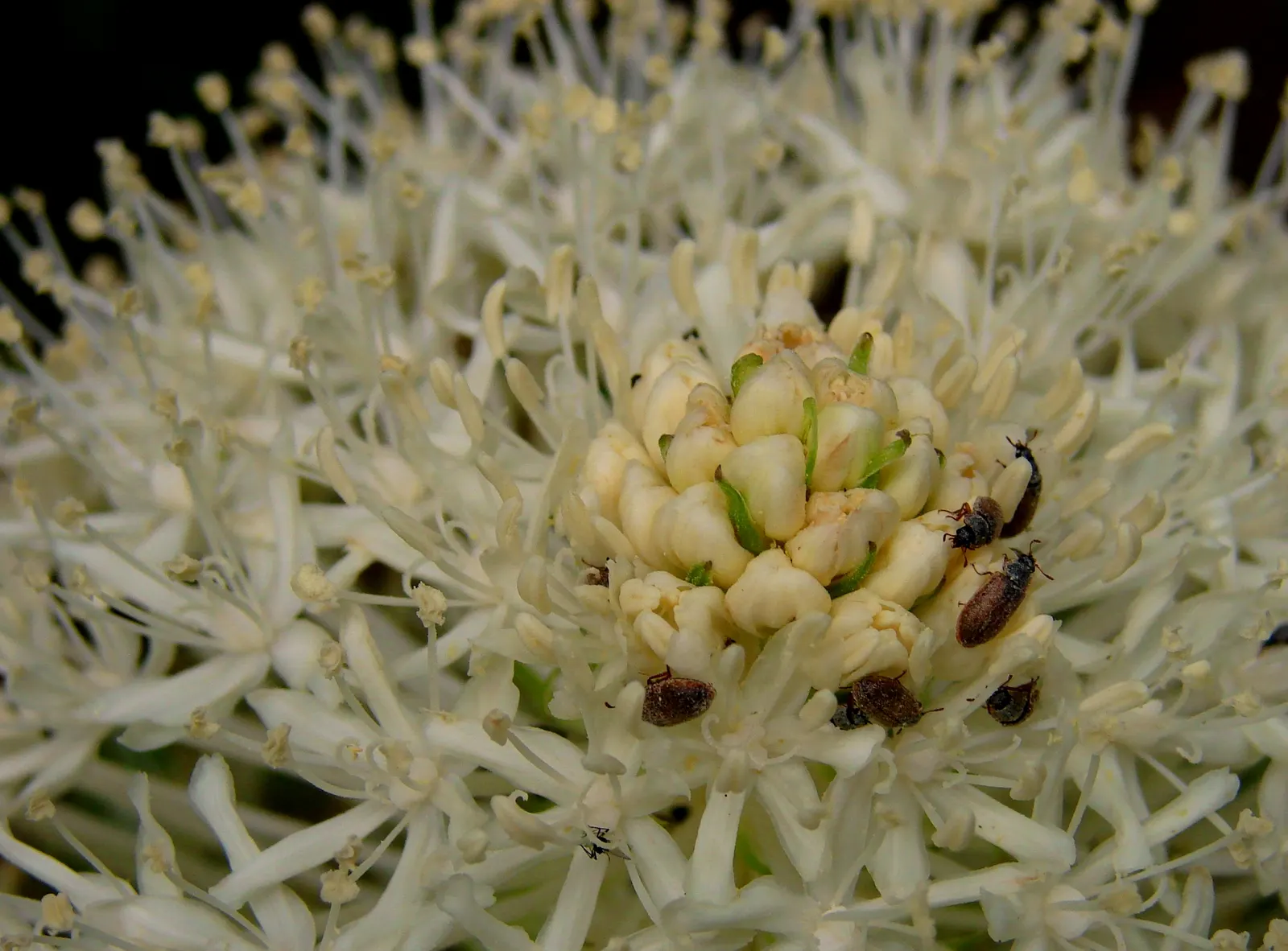Bear Grass (Xerophyllum Tenax) — white flowers in the garden; this North American native attracts pollinators and resists deer, image 123