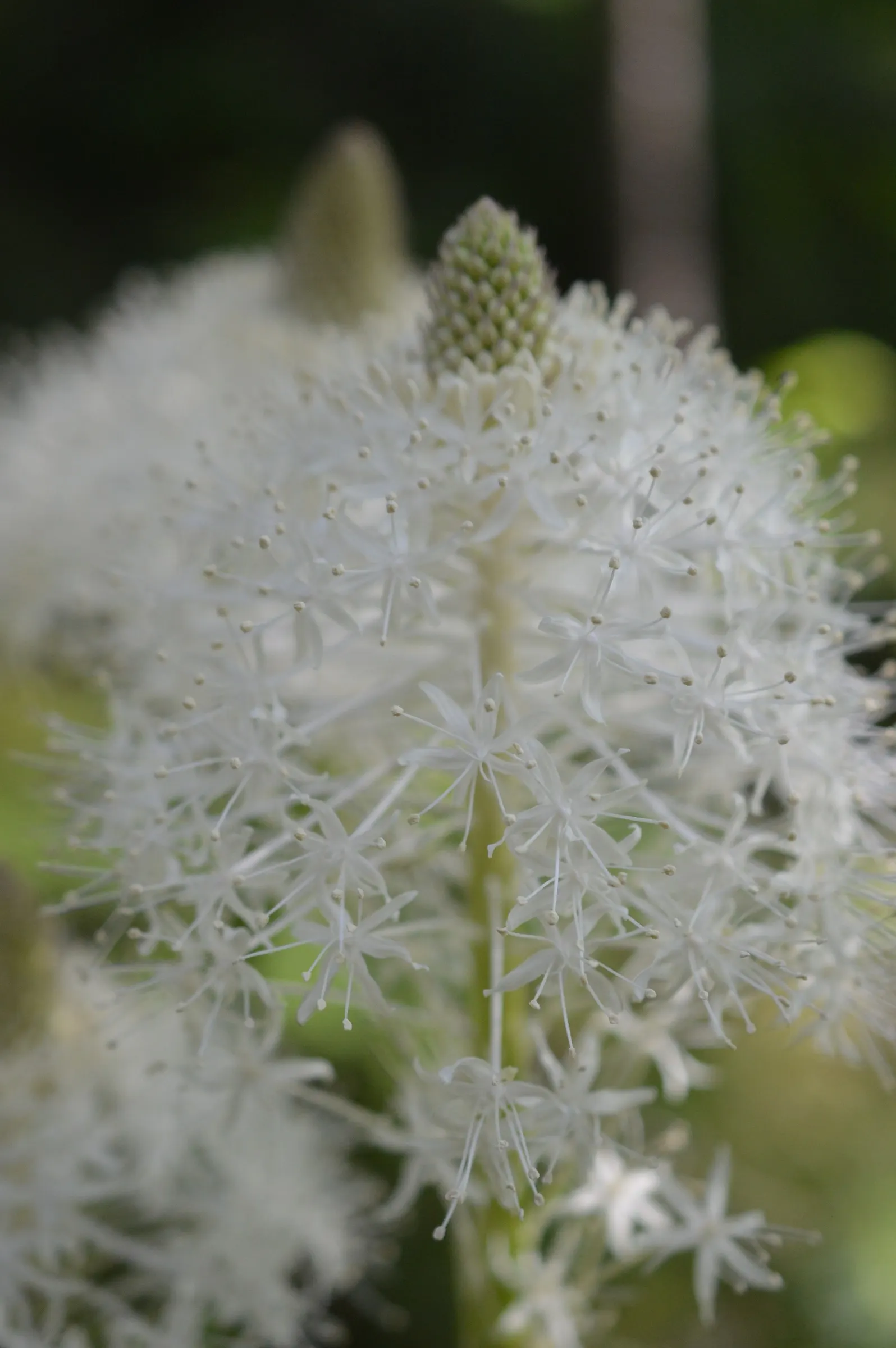Bear Grass (Xerophyllum Tenax) — it's an excellent choice for adding texture and vertical interest to naturalistic landscapes; showcasing its, image 56