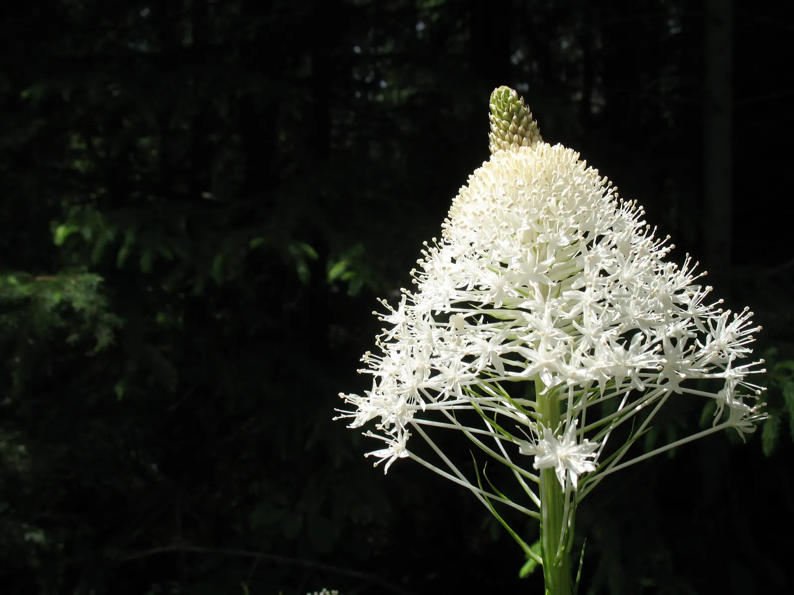 Bear Grass (Xerophyllum Tenax) — striking white flower spikes