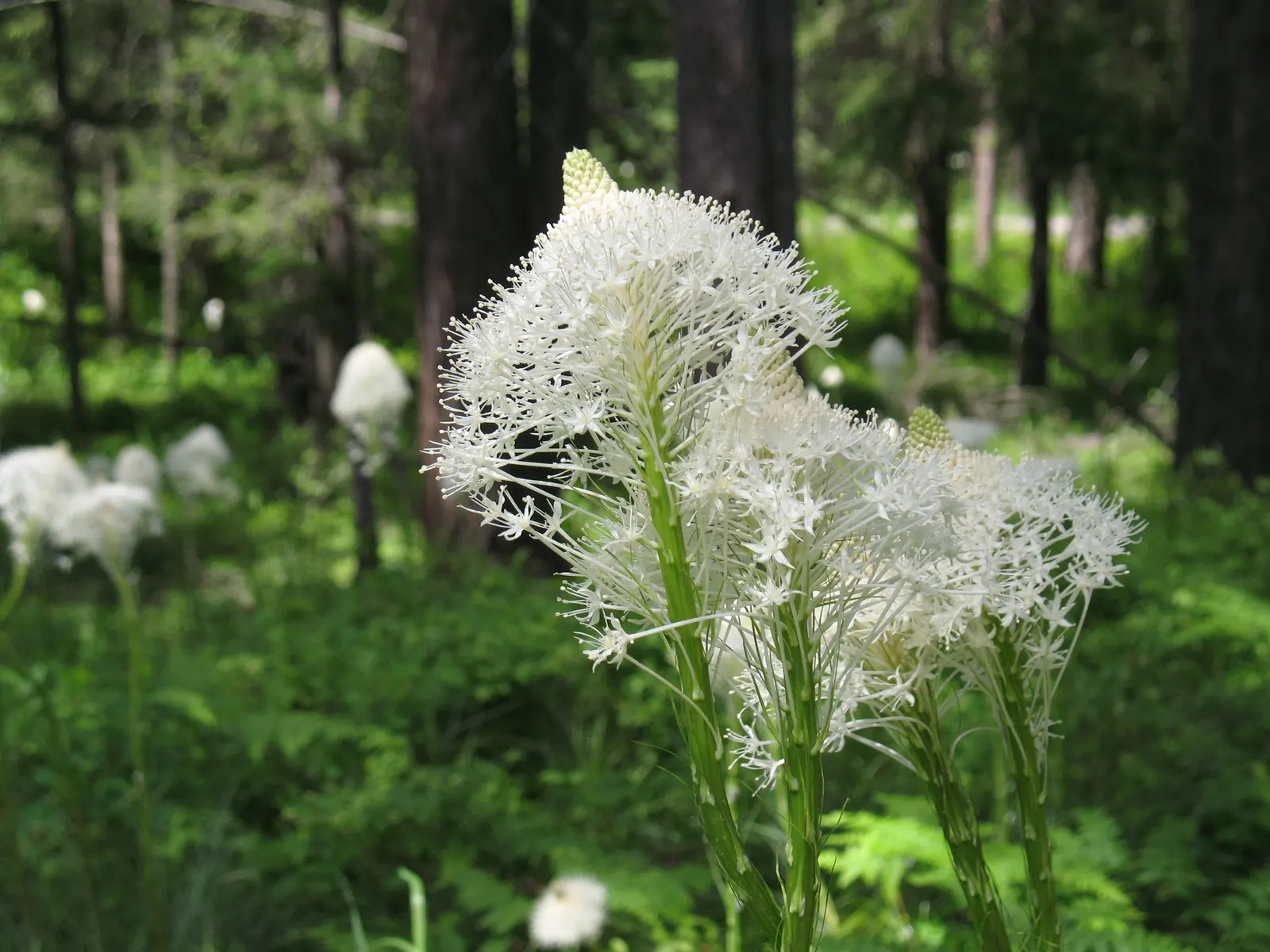Bear Grass (Xerophyllum Tenax) — Bear Grass thrives in full sun to partial shade and is remarkably drought-tolerant once established; this North, image 70