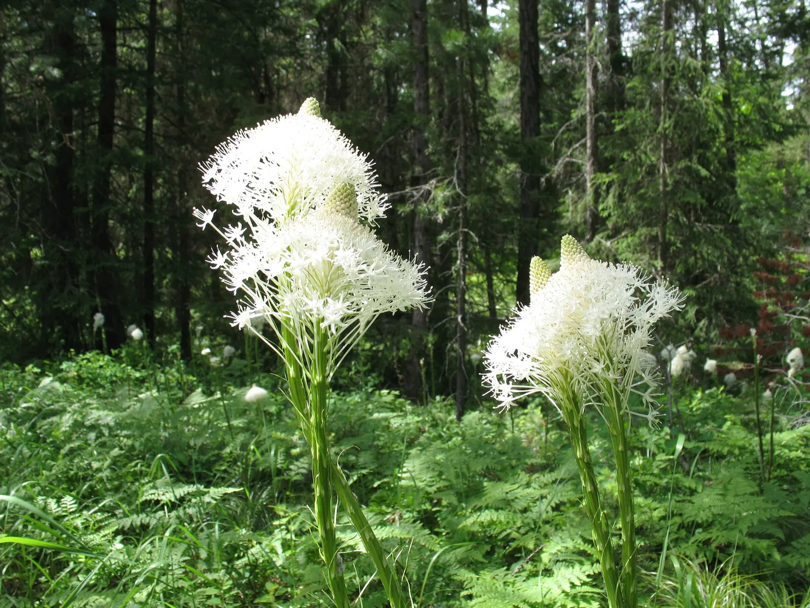 Bear Grass (Xerophyllum Tenax) — is a perennial herb prized for its resilience and striking appearance; these deep green leaves remain evergreen, image 85