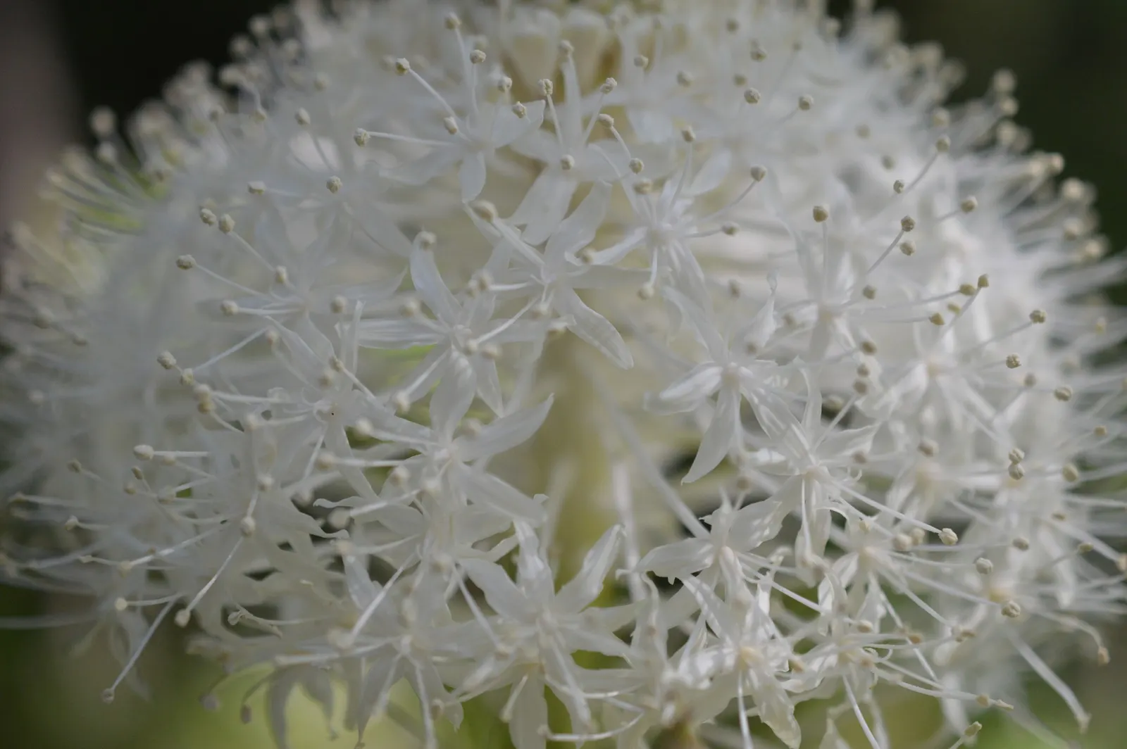 Bear Grass (Xerophyllum Tenax) — it's an excellent choice for adding texture and vertical interest to naturalistic landscapes; showcasing its unique botanical