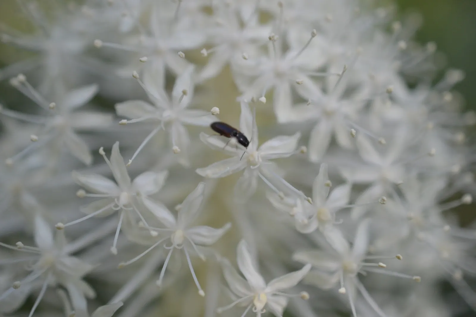 Bear Grass (Xerophyllum Tenax) — reaching heights up to 5 feet