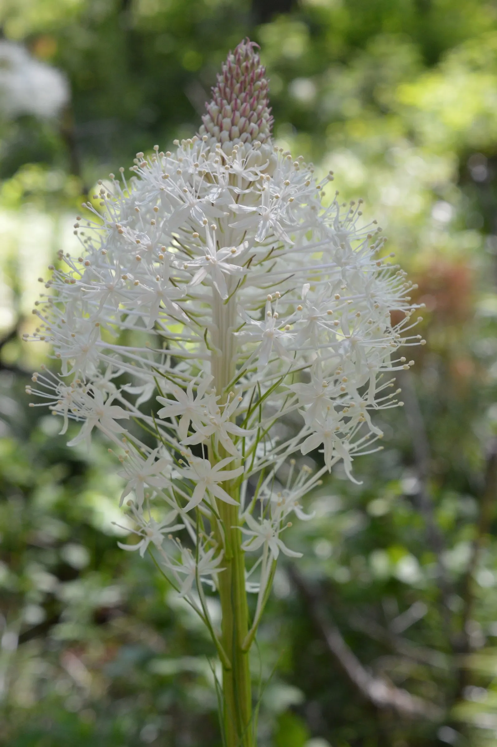 Bear Grass (Xerophyllum Tenax) — striking white flower spikes; adding a year-round structural presence to garden compositions.<br><br>Every 5 to 7, image 78