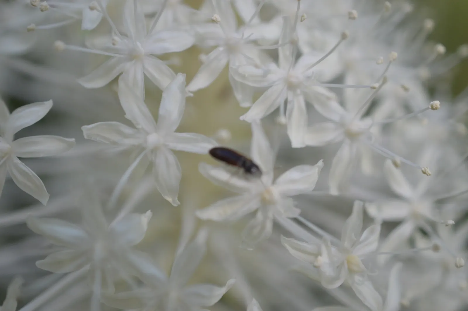 Bear Grass (Xerophyllum Tenax) — scientifically known as Xerophyllum tenax