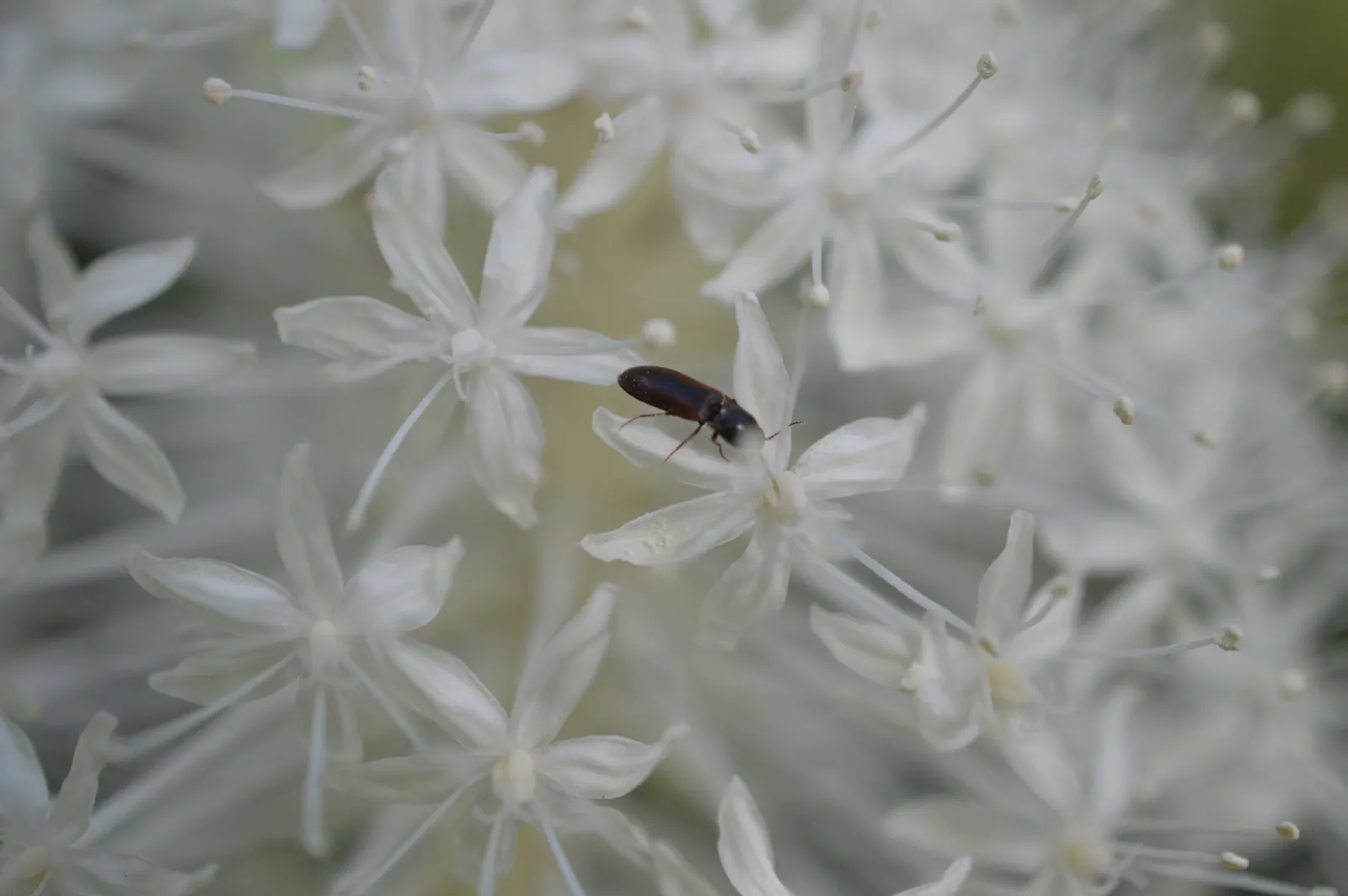 Bear Grass (Xerophyllum Tenax) — making it a valuable addition to any landscape design; grass / perennial with white blooms, image 111