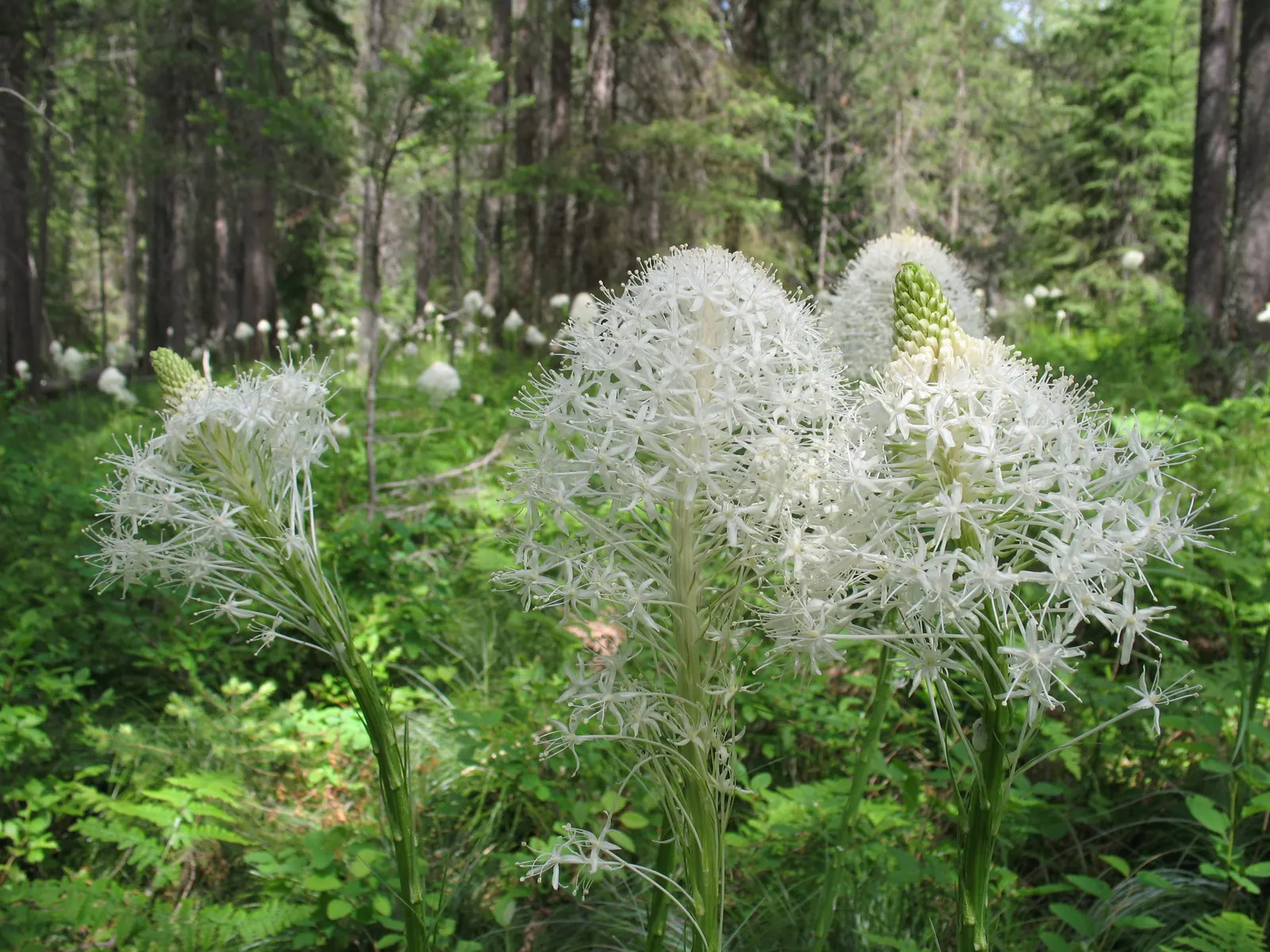 Bear Grass (Xerophyllum Tenax) — grass-like foliage and tall; making it a valuable addition to any landscape design, image 102