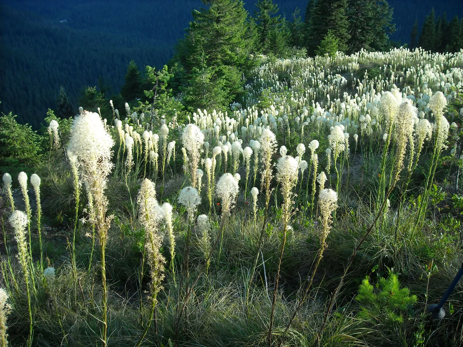 Bear Grass (Xerophyllum Tenax) — grass-like foliage and tall; making it a valuable addition to any landscape design