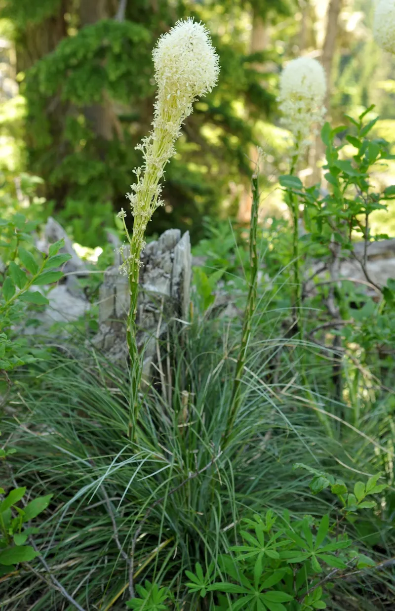 Bear Grass (Xerophyllum Tenax) — but rather belongs to the lily family, image 88